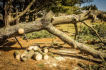 Tree Trimming and Removal Company in San Antonio, TX | Tree Service of ...
