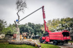 Tree Trimming and Removal Company in San Antonio, TX | Tree Service of ...