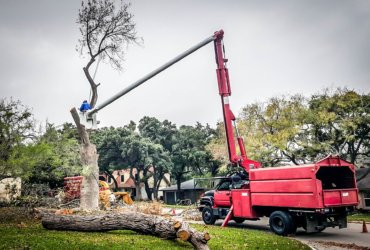 tree service of sa professional equipment usage