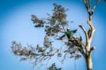 Affordable Tree Service San Antonio | Tree Trimming | Tree Removal