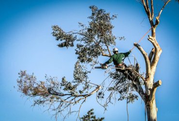 tree trimmer at the top of a tree using the proper safety equipment to trim a branch