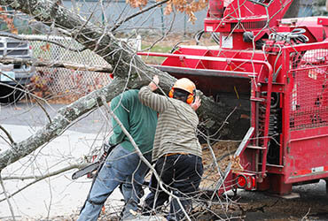 Two workers feeding a large tree branch into a wood chipper during a tree removal job