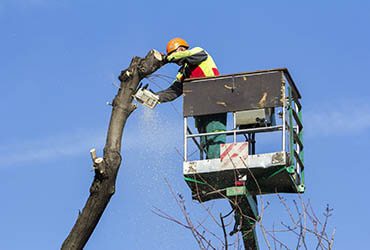 A worker in a bucket lift using a chainsaw to cut down a high tree branch, wearing protective gear