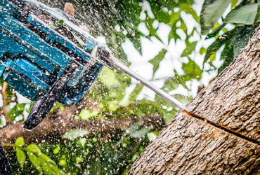 Worker cutting a tree with a chainsaw, wood chips flying