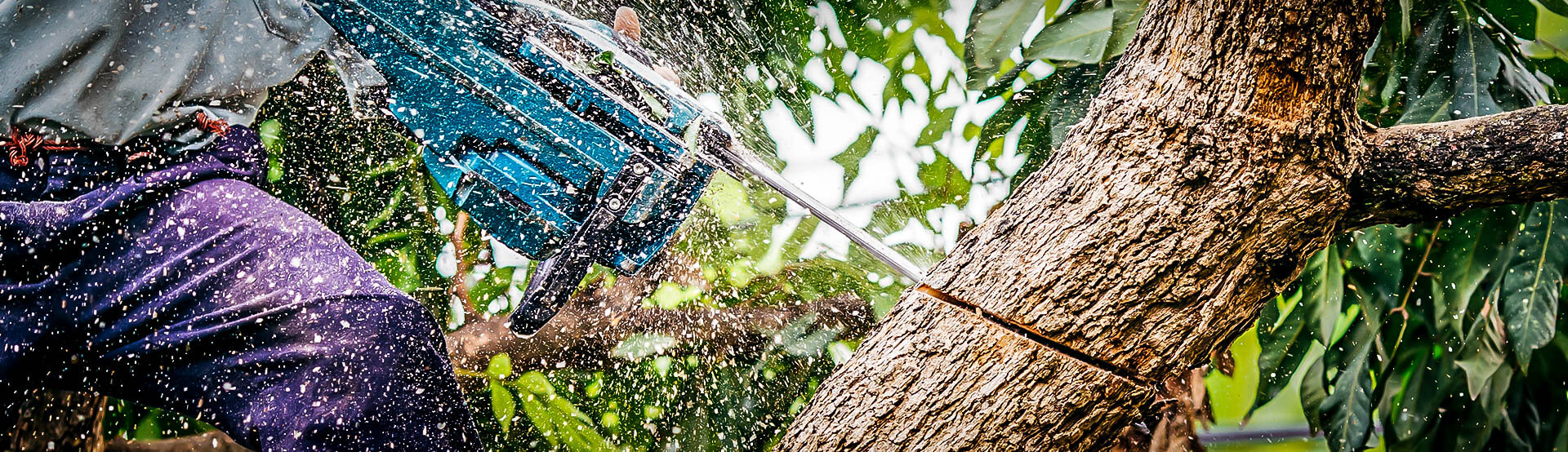 Worker cutting a tree with a chainsaw, wood chips flying