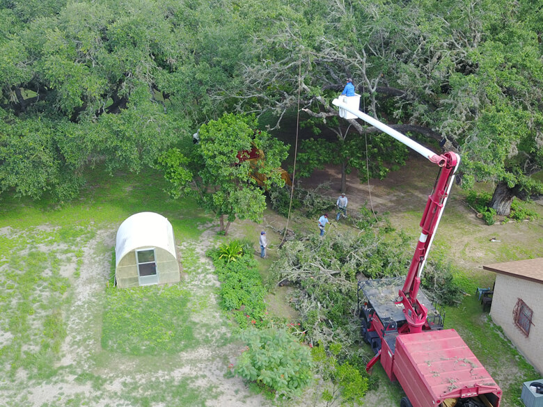 Gallery – Tree Service of San antonio