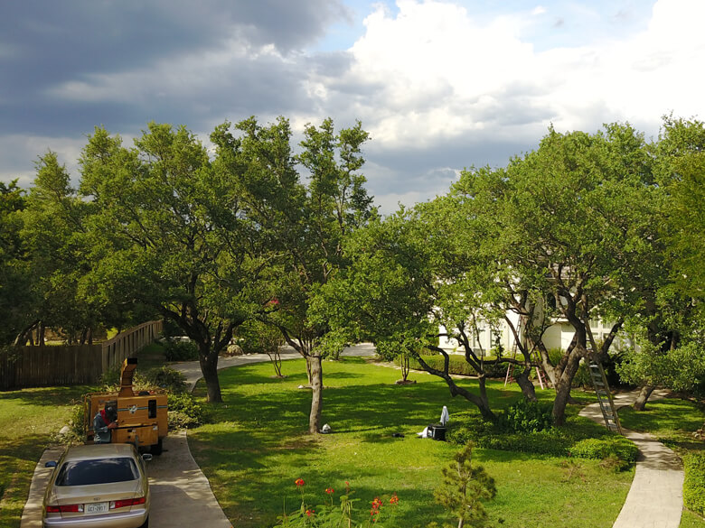 San Antonio Tree Services Gallery | Tree Service of San Antonio