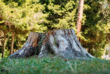 Large tree stump in a grassy area, surrounded by a forest of green trees