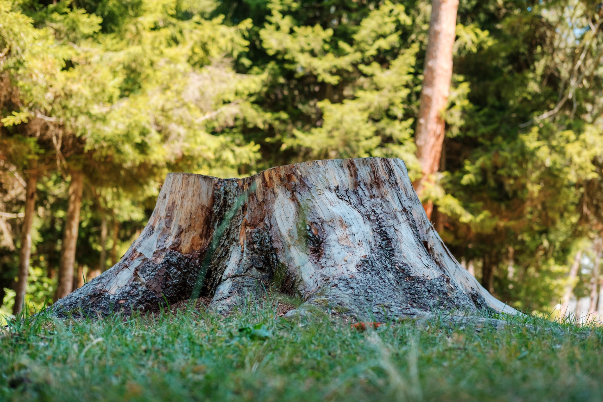 Large tree stump in a grassy area, surrounded by a forest of green trees
